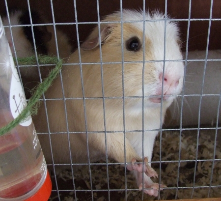 ginger pig says: o hai