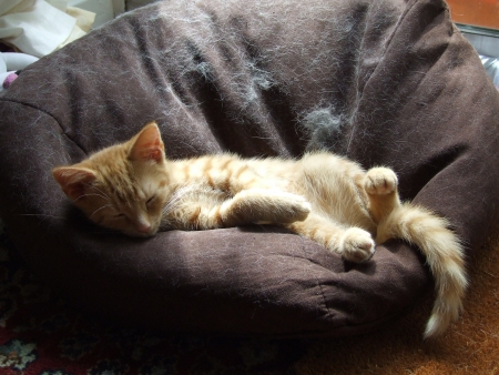 crumble catching rays
