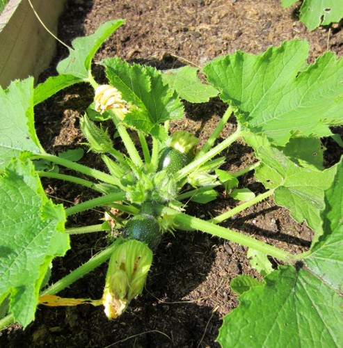 round-courgette